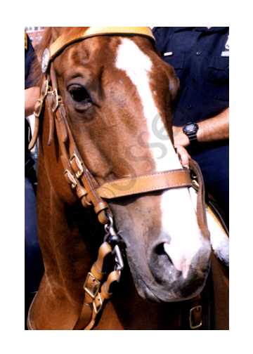 Cop Horse Greeting card