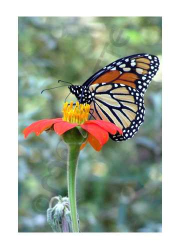 monarch 3 card