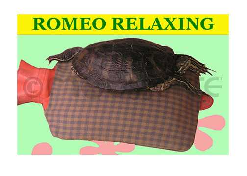 romeo relaxing card