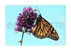 monarch 4 card
