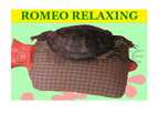 romeo relaxing card